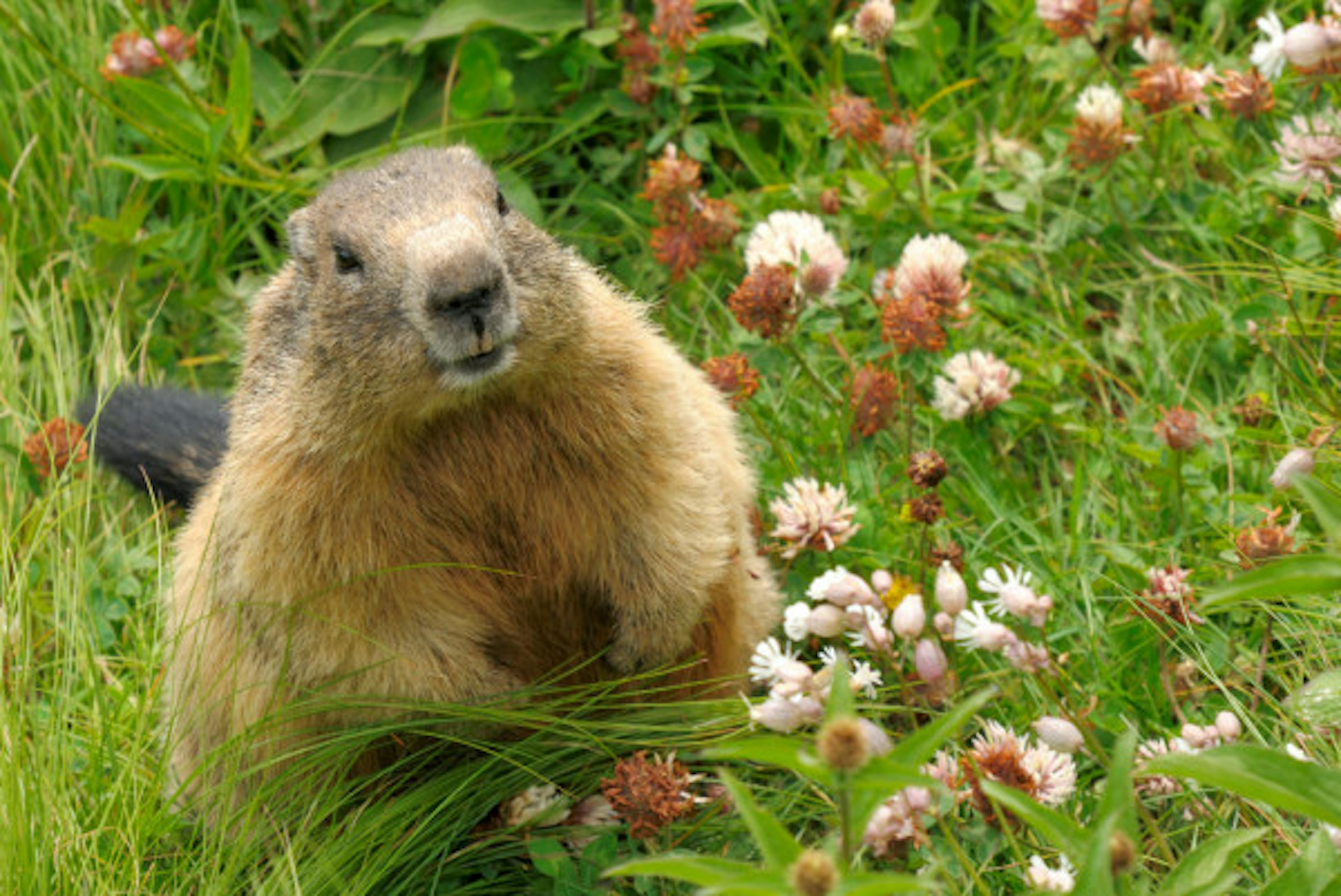 /how-to-build-awesome-integration-tests-with-capybara-j9333y68 feature image