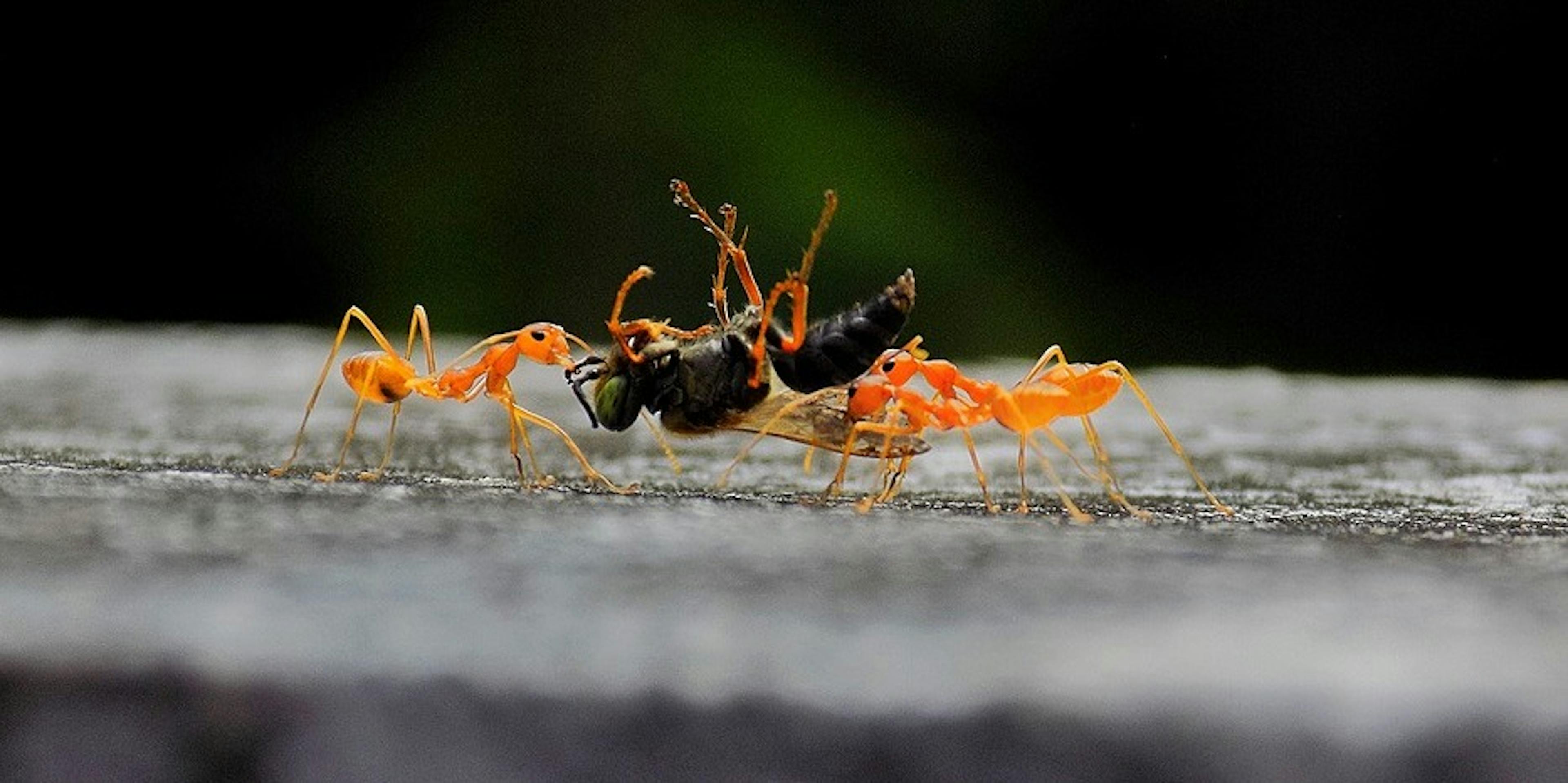 /should-you-estimate-bugs-4ocf37t2 feature image