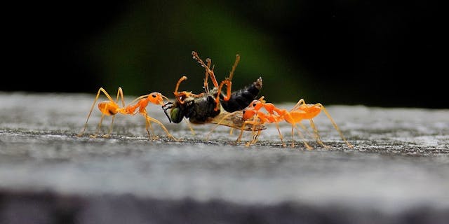 /should-you-estimate-bugs-4ocf37t2 feature image