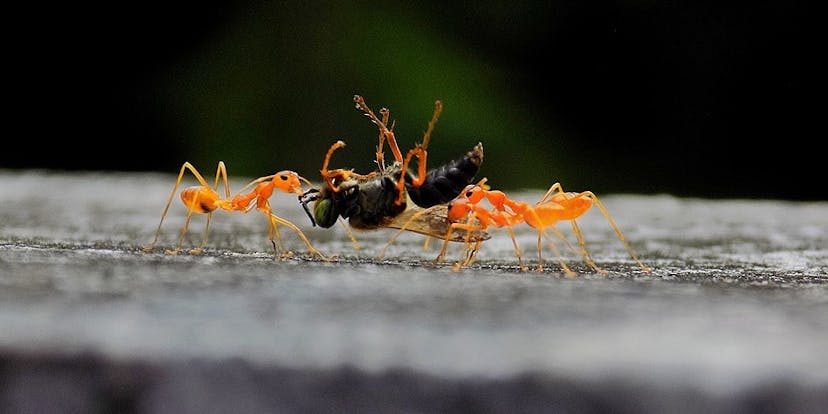 /should-you-estimate-bugs-4ocf37t2 feature image