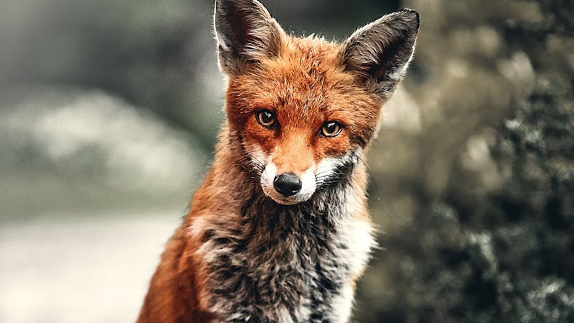 /how-firefox-nearly-won-the-second-browser-war-pd113zim feature image