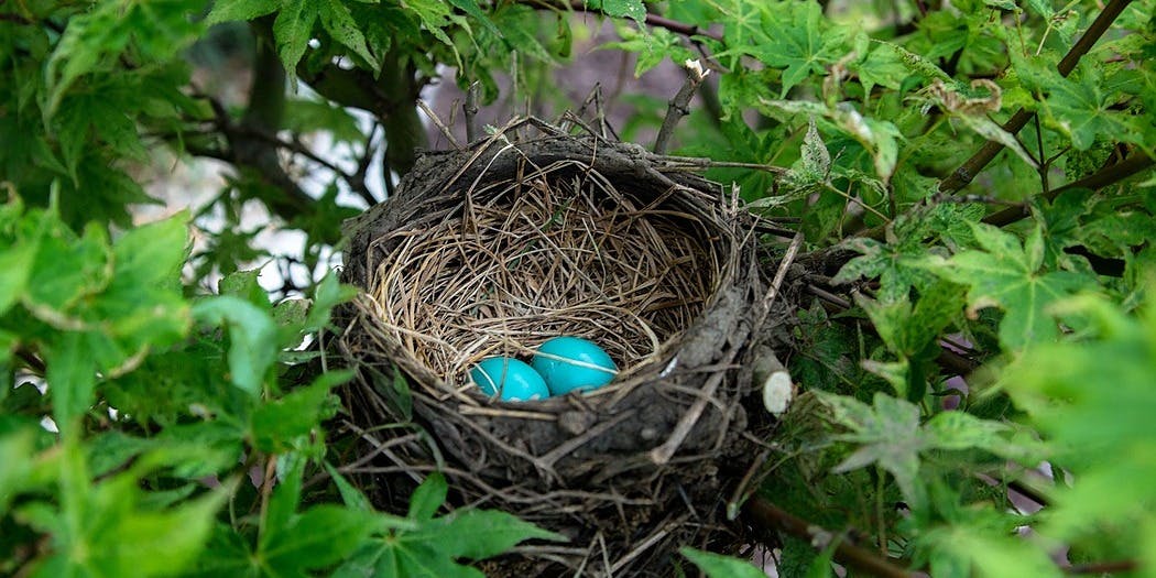 /quick-and-easy-crud-with-nestjs-nestjsxcrud-and-testmace-t9cn313h feature image