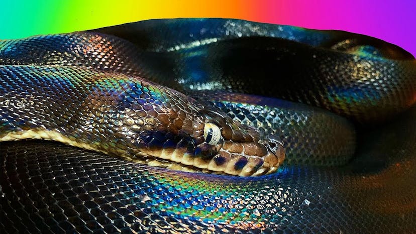 /porting-python-27-code-to-python-3x-ol5j3ytn feature image