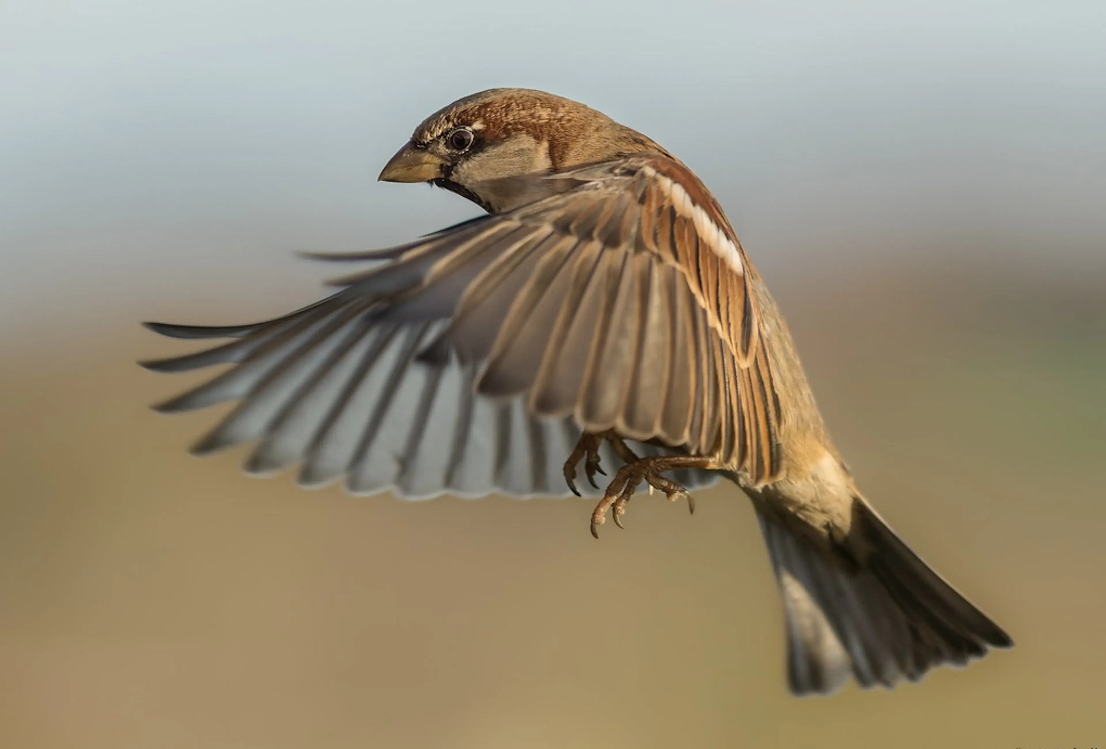 /covid-19-humanity-20-and-the-new-normal-p38832m4 feature image