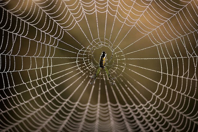 /browsers-are-the-gatekeepers-of-the-decentralized-web-i7543y1z feature image