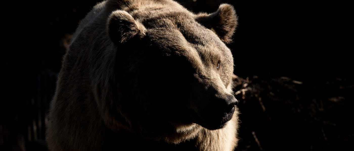 featured image - How to Increase your Bitcoin Holdings in a Bear Market