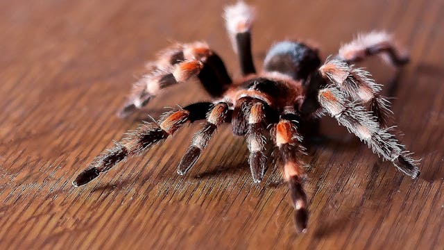 /introduction-to-web-scraping-with-java-3d8a8d0f250b feature image