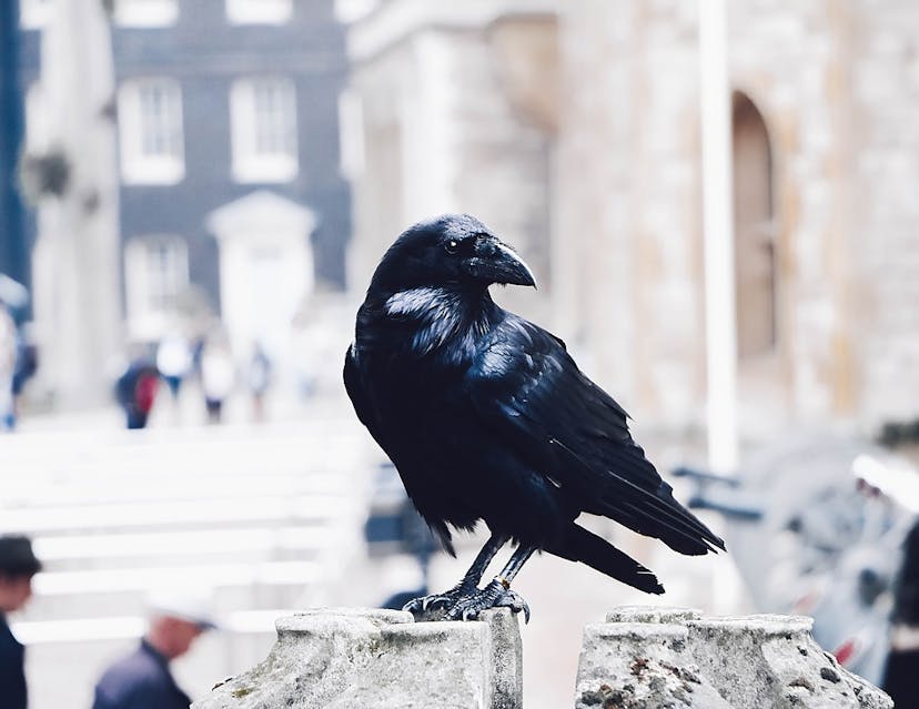 /the-raven-january-1845-9t5i3tqi feature image