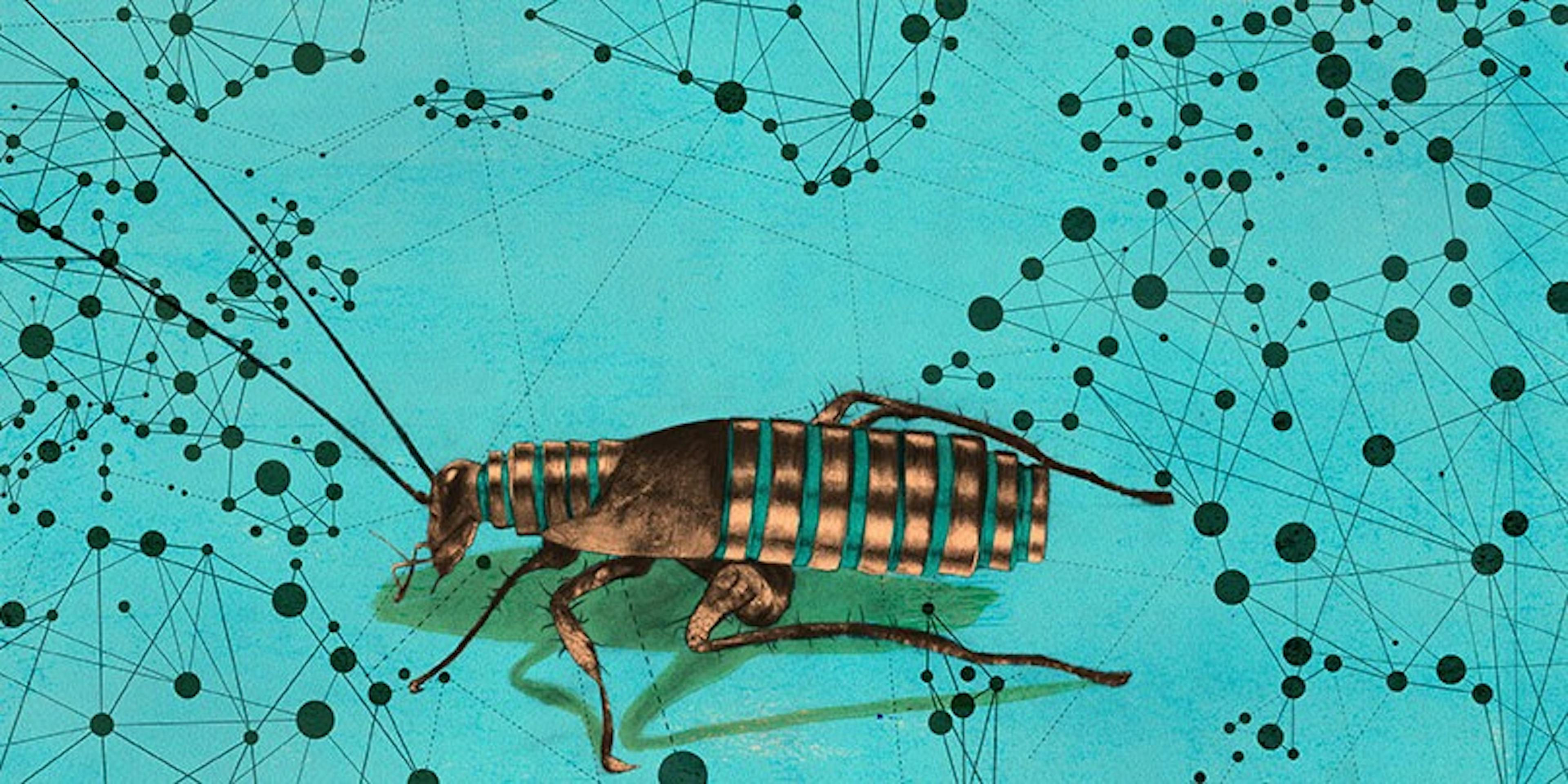 /scammers-are-evolving-just-like-cockroaches-ml6he3r6v feature image