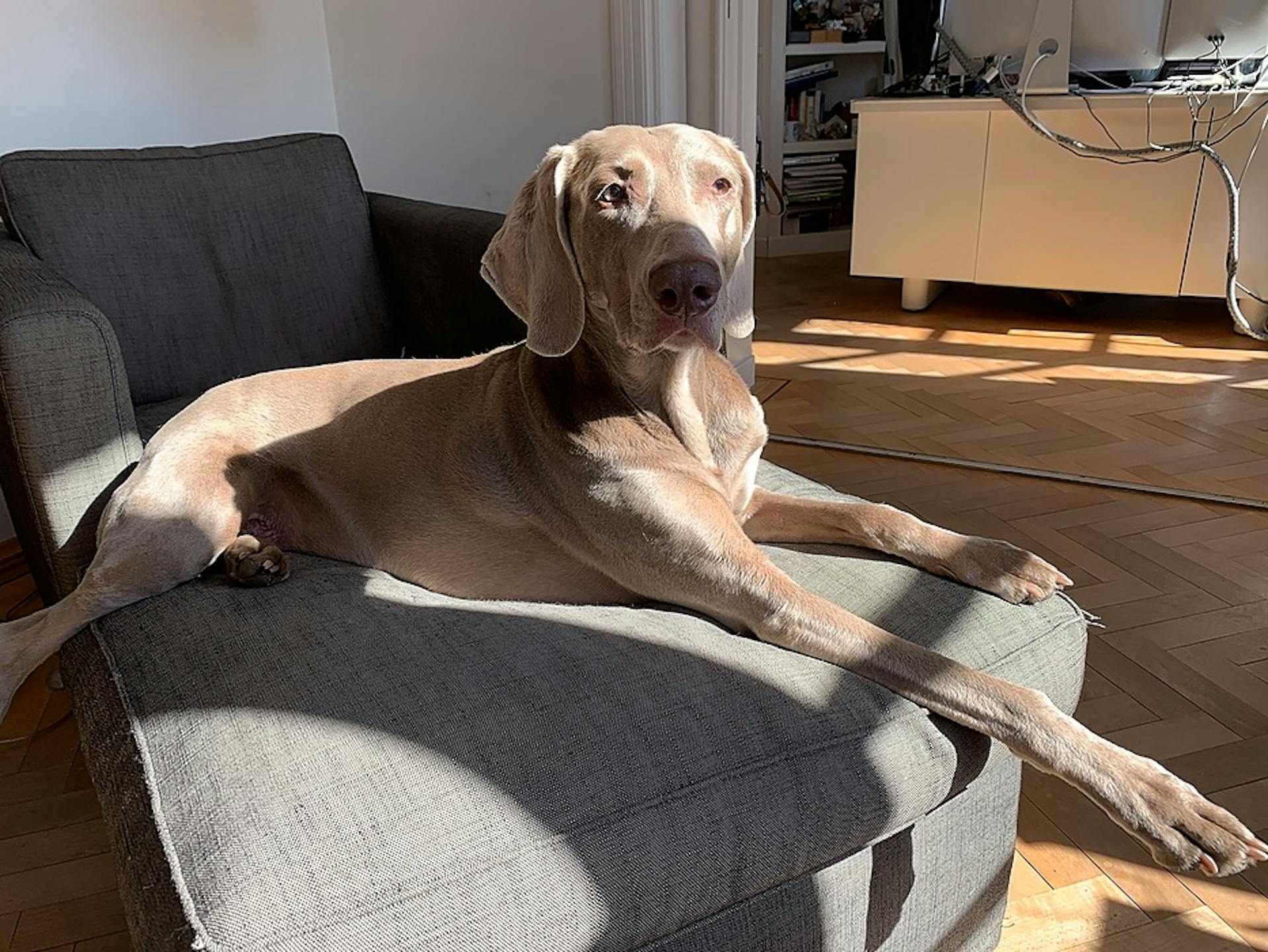 featured image - Leadership Lessons from a Dog in Uncertain Times