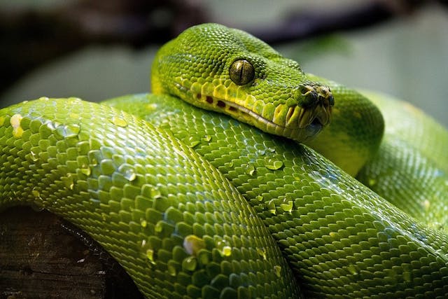 /hashing-passwords-in-python-bcrypt-tutorial-with-examples-77dh36ef feature image