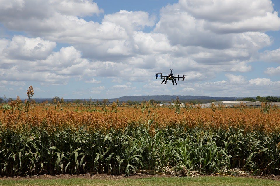 featured image - Understanding the Impact of Artificial Intelligence on Agriculture