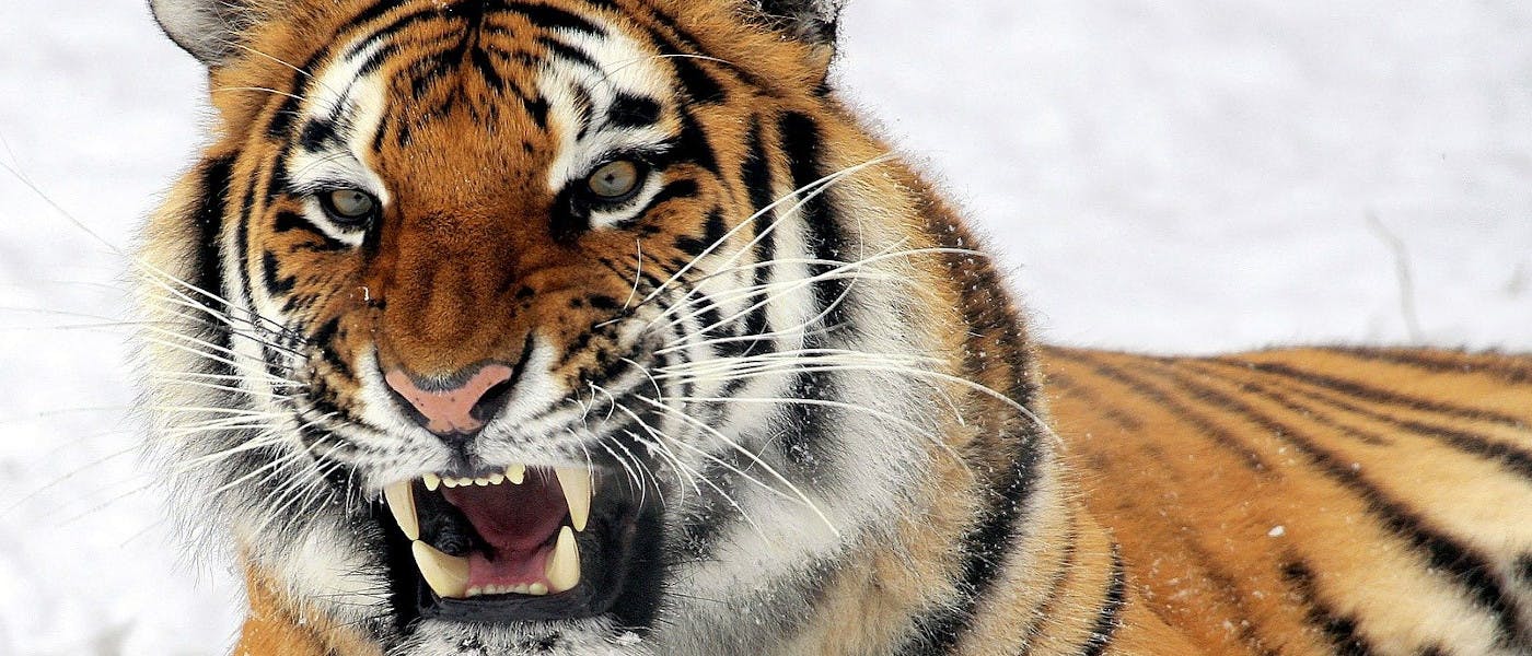 /the-programmers-most-vicious-enemy-1z2l32my feature image