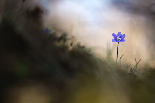 /shakespeare-meets-googles-flax-8m1r34q9 feature image