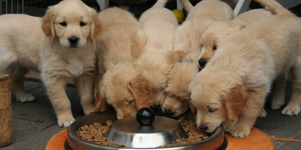 featured image - Eating Your Own Dogfood Is Just Not Enough