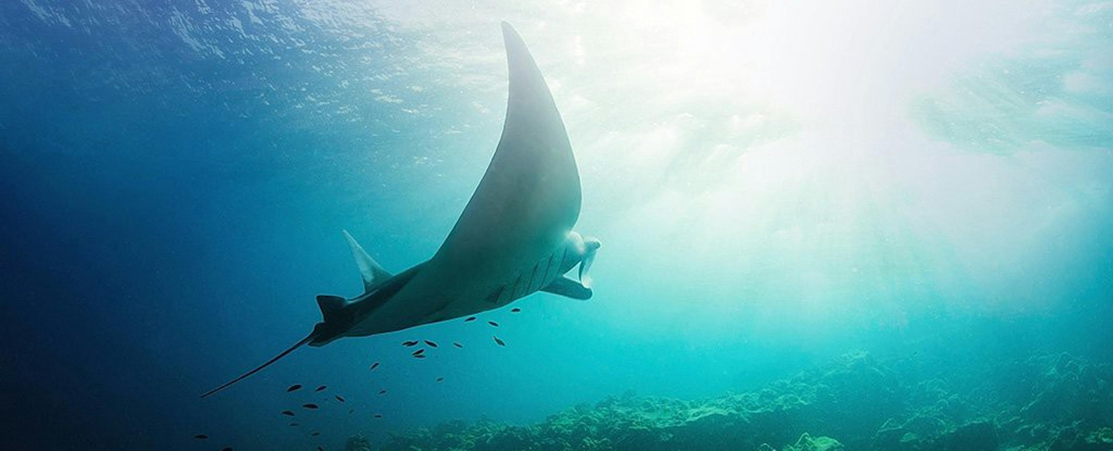 /algorithms-and-data-structures-interview-preparation-walkthrough-part-2-array-and-string-80f28e095ca8 feature image