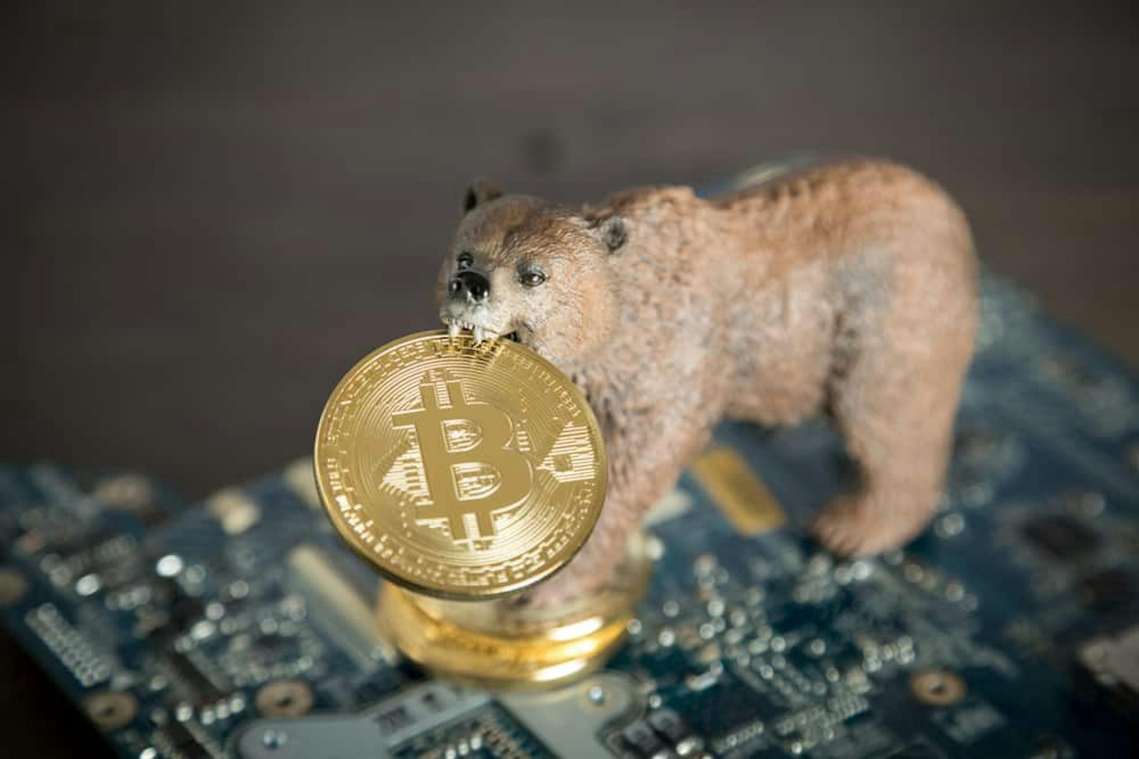 Bear or Bull Market — These Projects are always on the move.