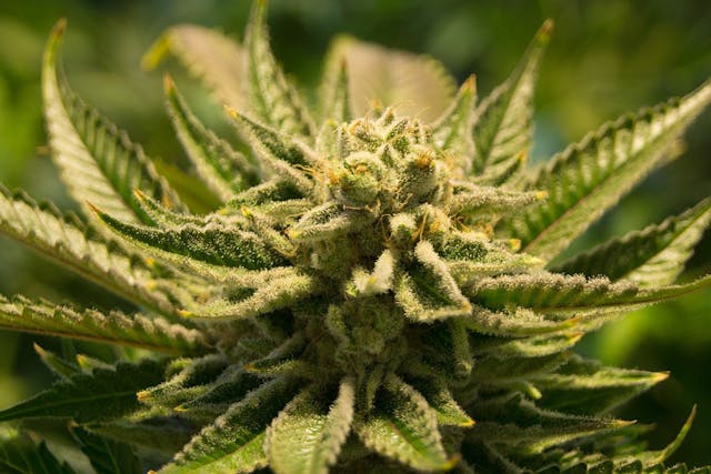 /could-cannabis-private-labeling-be-the-future-of-weed-retail-da073de2d4bf feature image
