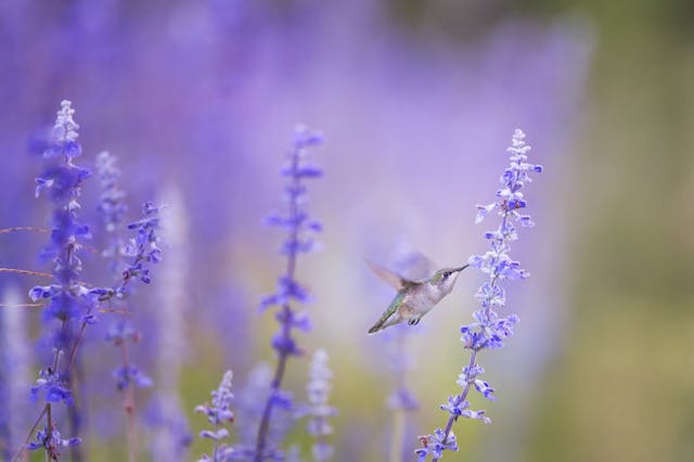 /flutter-react-native-b5e82a2c3e82 feature image