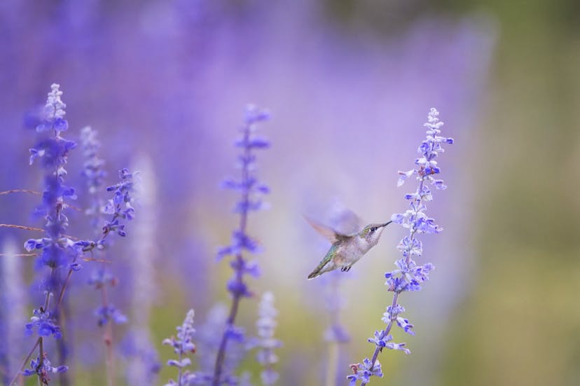 /flutter-react-native-b5e82a2c3e82 feature image