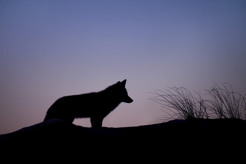 /how-to-get-noticed-in-the-javascript-world-aec7d382b005 feature image