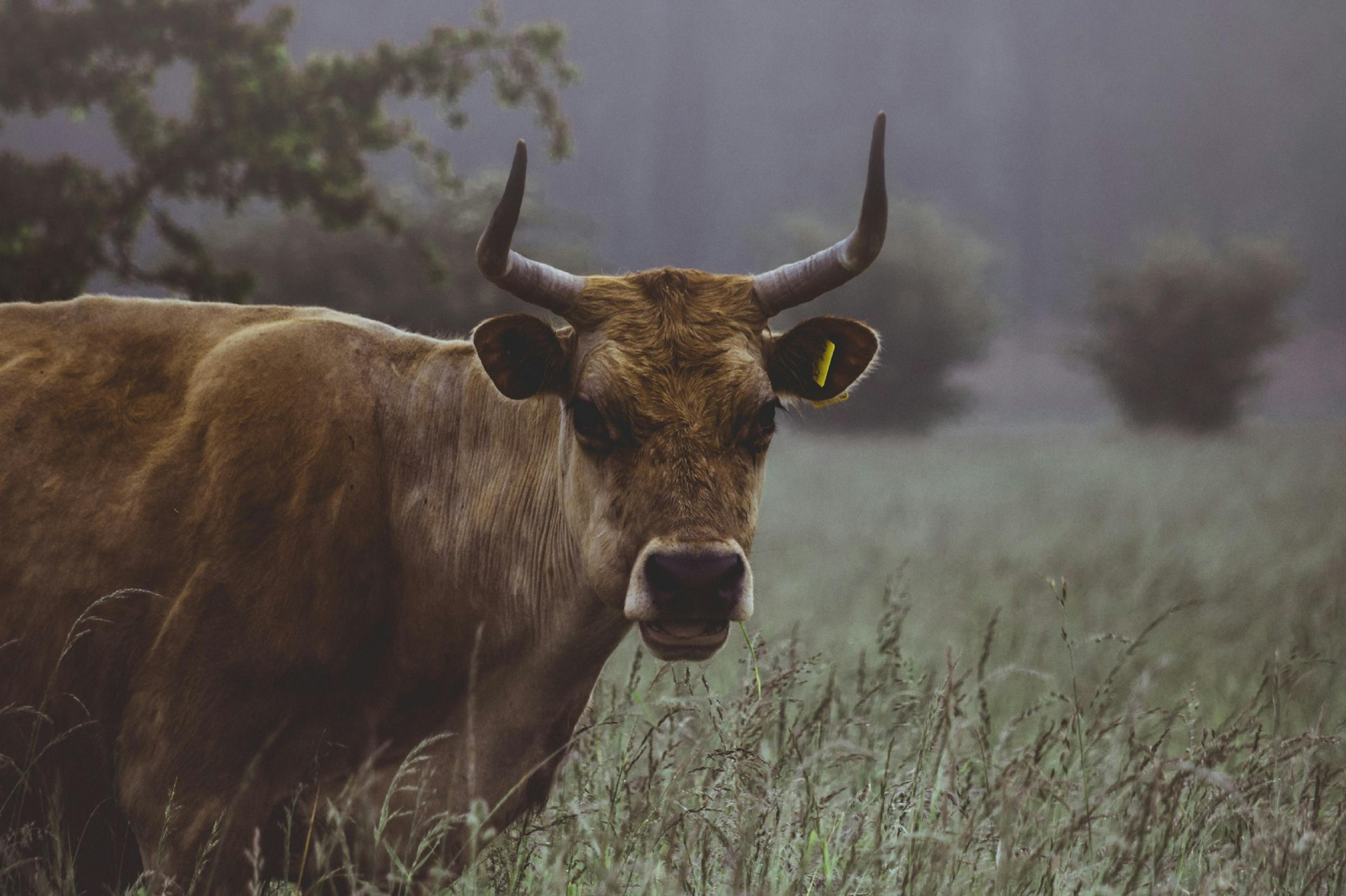 featured image - Is the Bitcoin Bull Back?