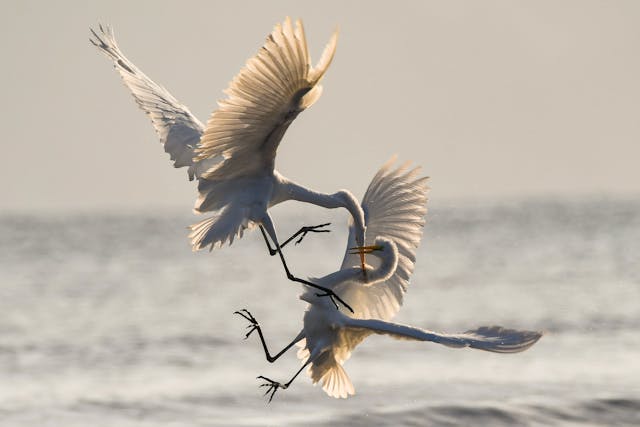 /flutter-vs-react-native-will-flutter-kill-react-native-16f5515e5444 feature image