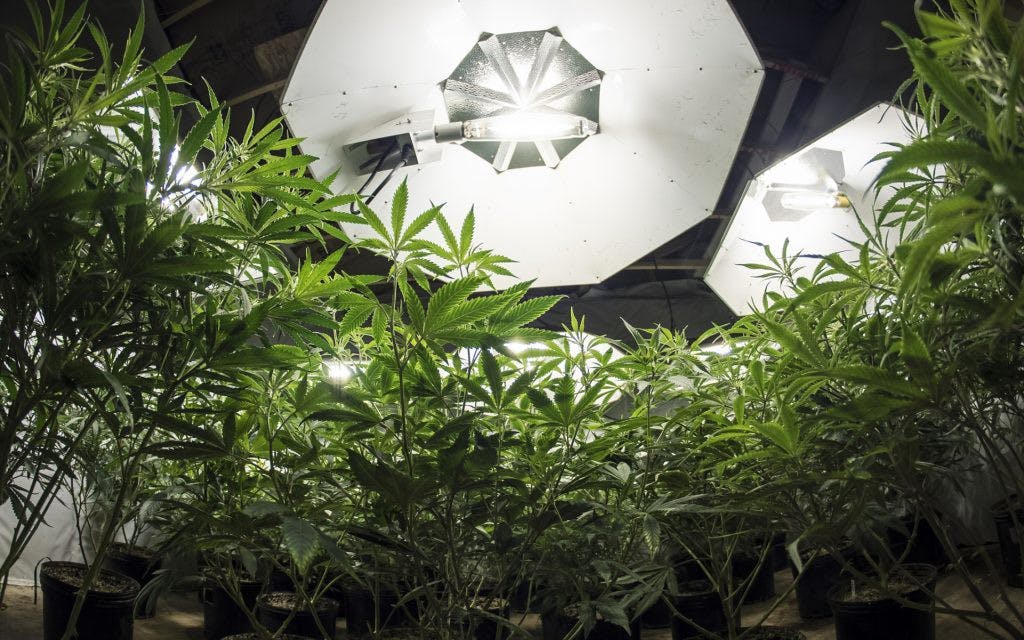 /how-these-companies-are-using-cbd-technology-to-solve-pain-relief-403a5026beb1 feature image