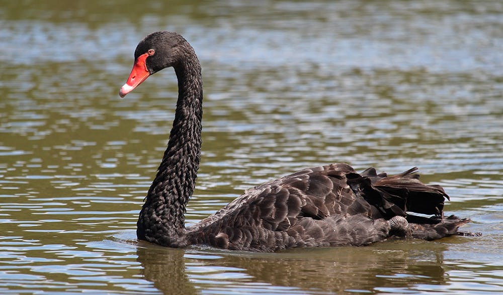 featured image - Black Swans And Cryptocurrencies