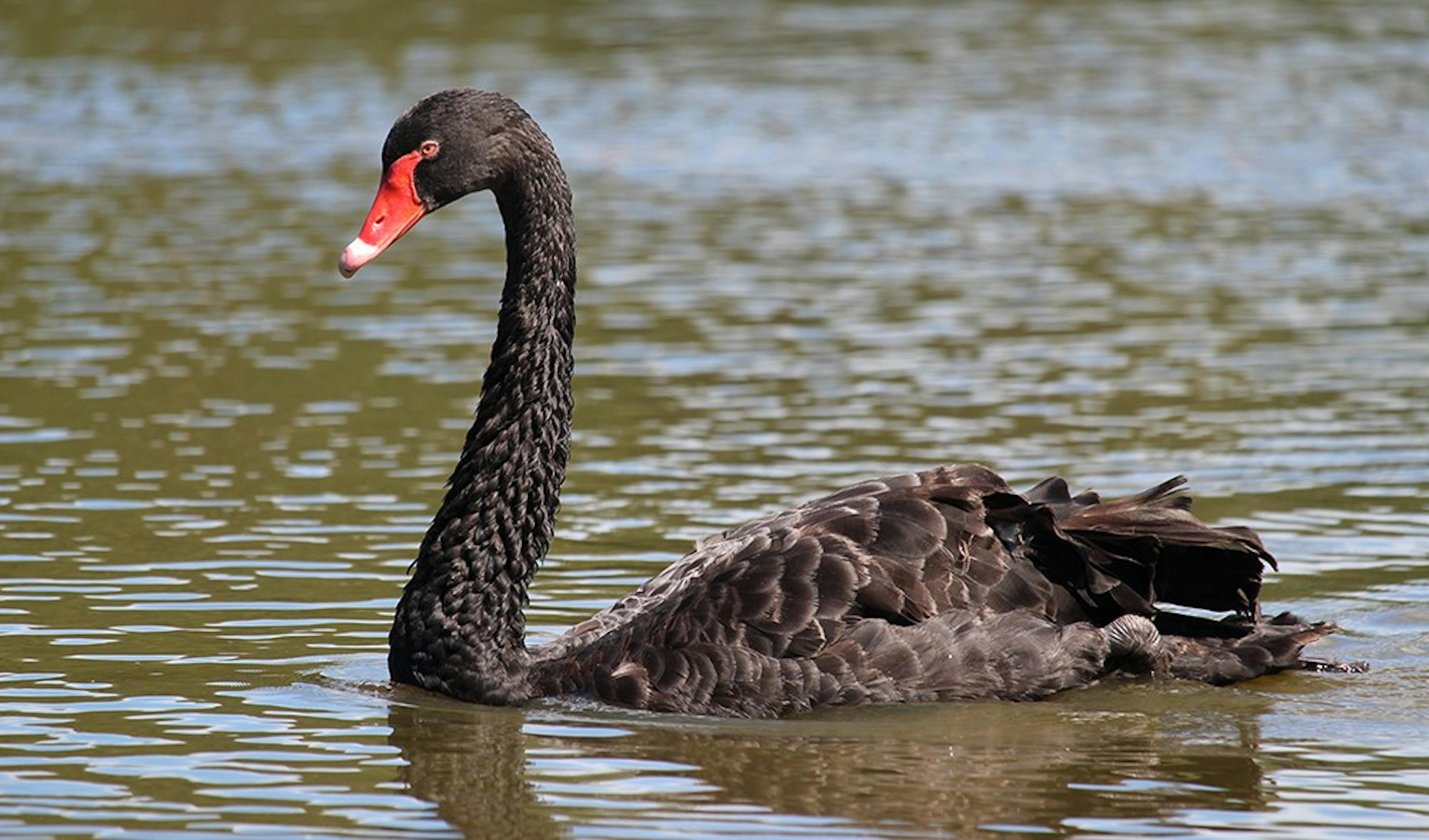 Black Swans And Cryptocurrencies