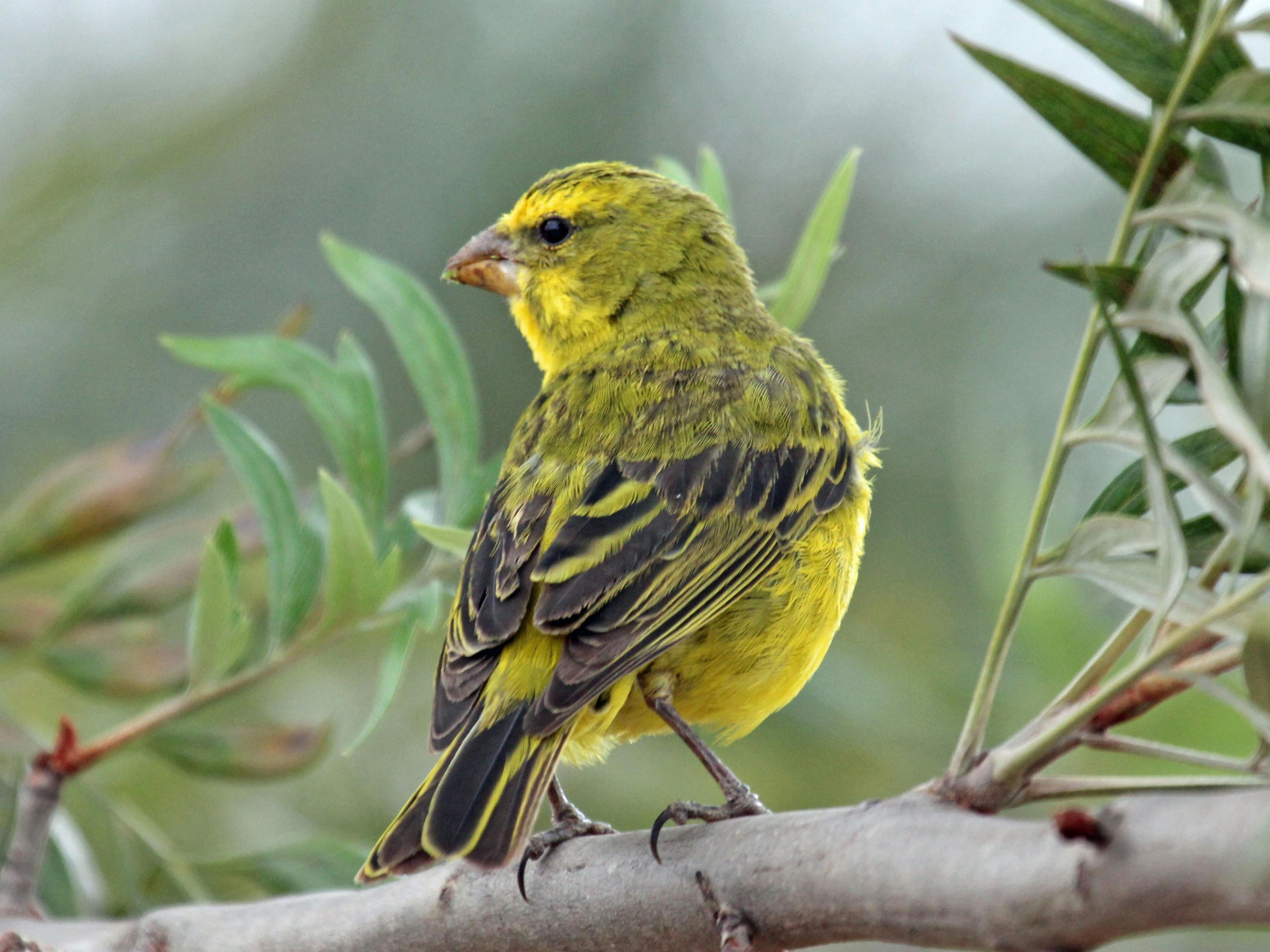 featured image - Canary Release with Kubernetes