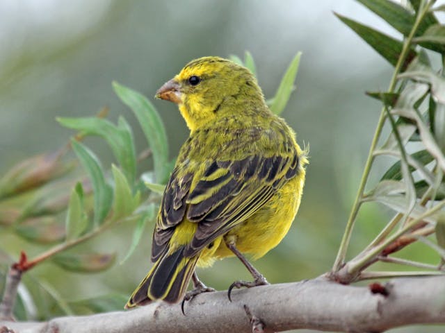 /canary-release-with-kubernetes-1b732f2832ac feature image