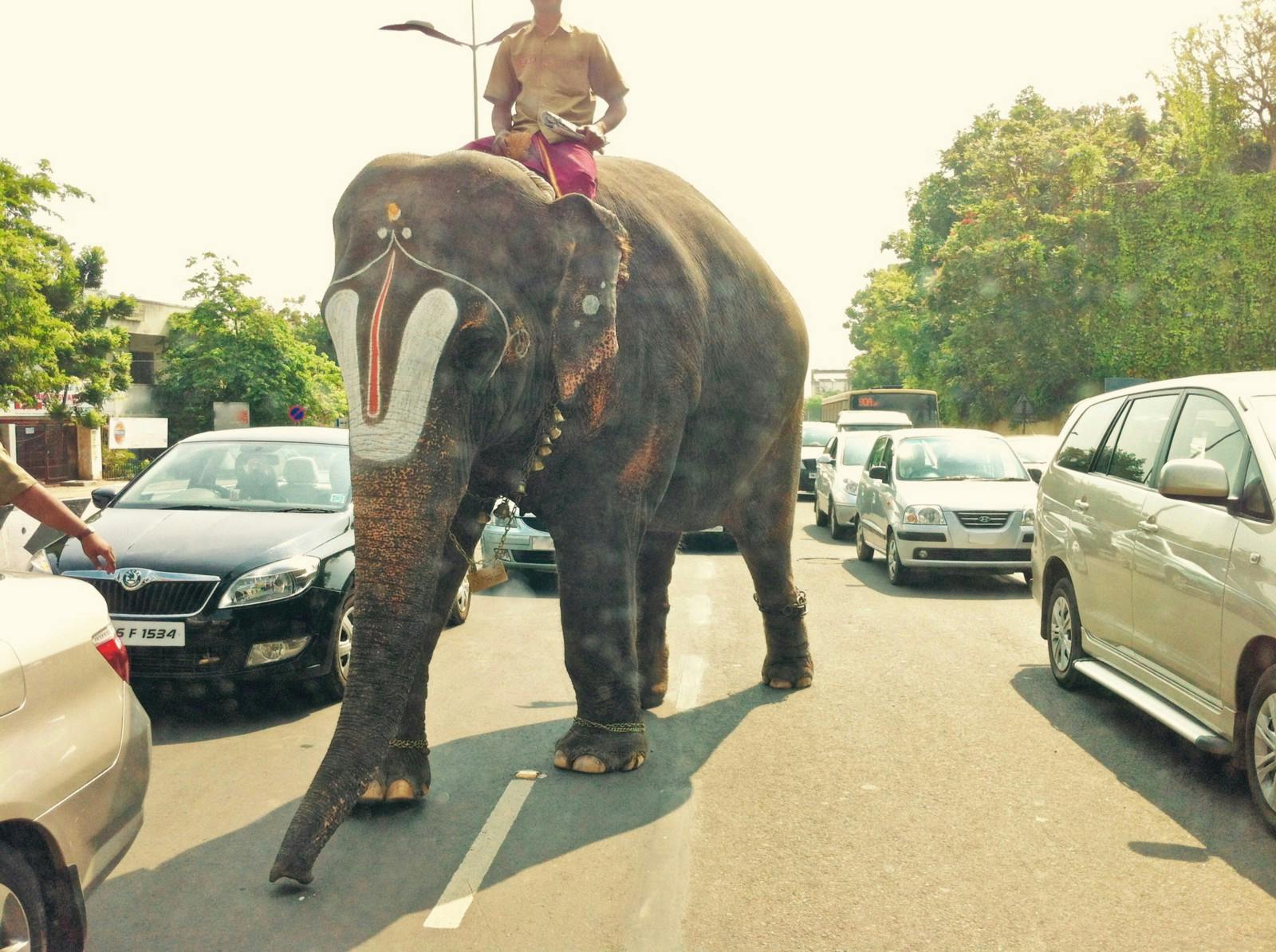 /the-invisible-elephant-in-my-photos-2ac49f41378a feature image