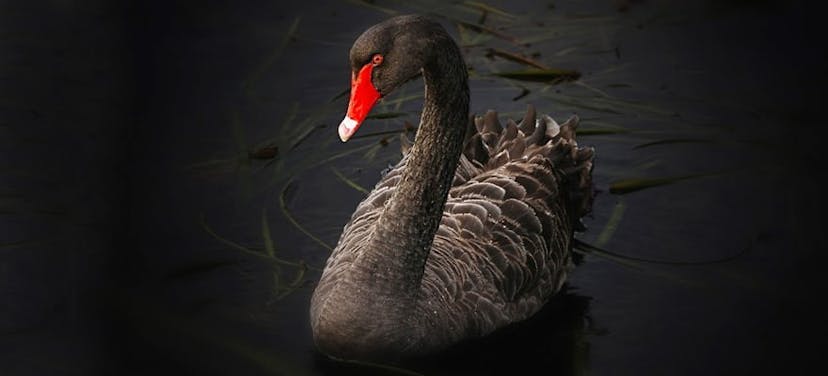 /is-bitcoin-a-black-swan-event-ea0e05f0c52a feature image