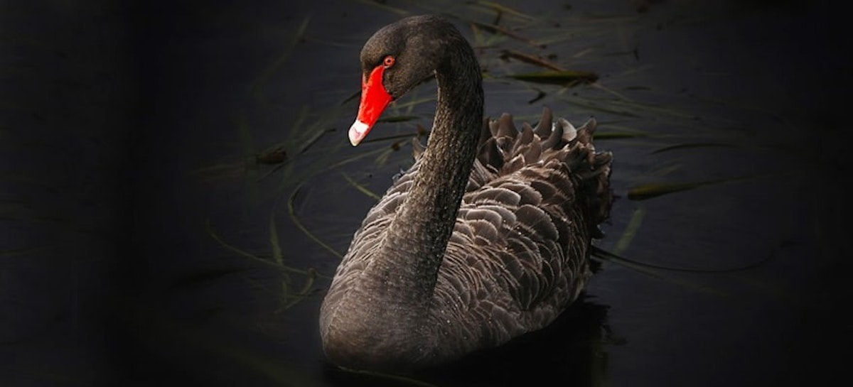 featured image - Is Bitcoin a Black Swan Event?