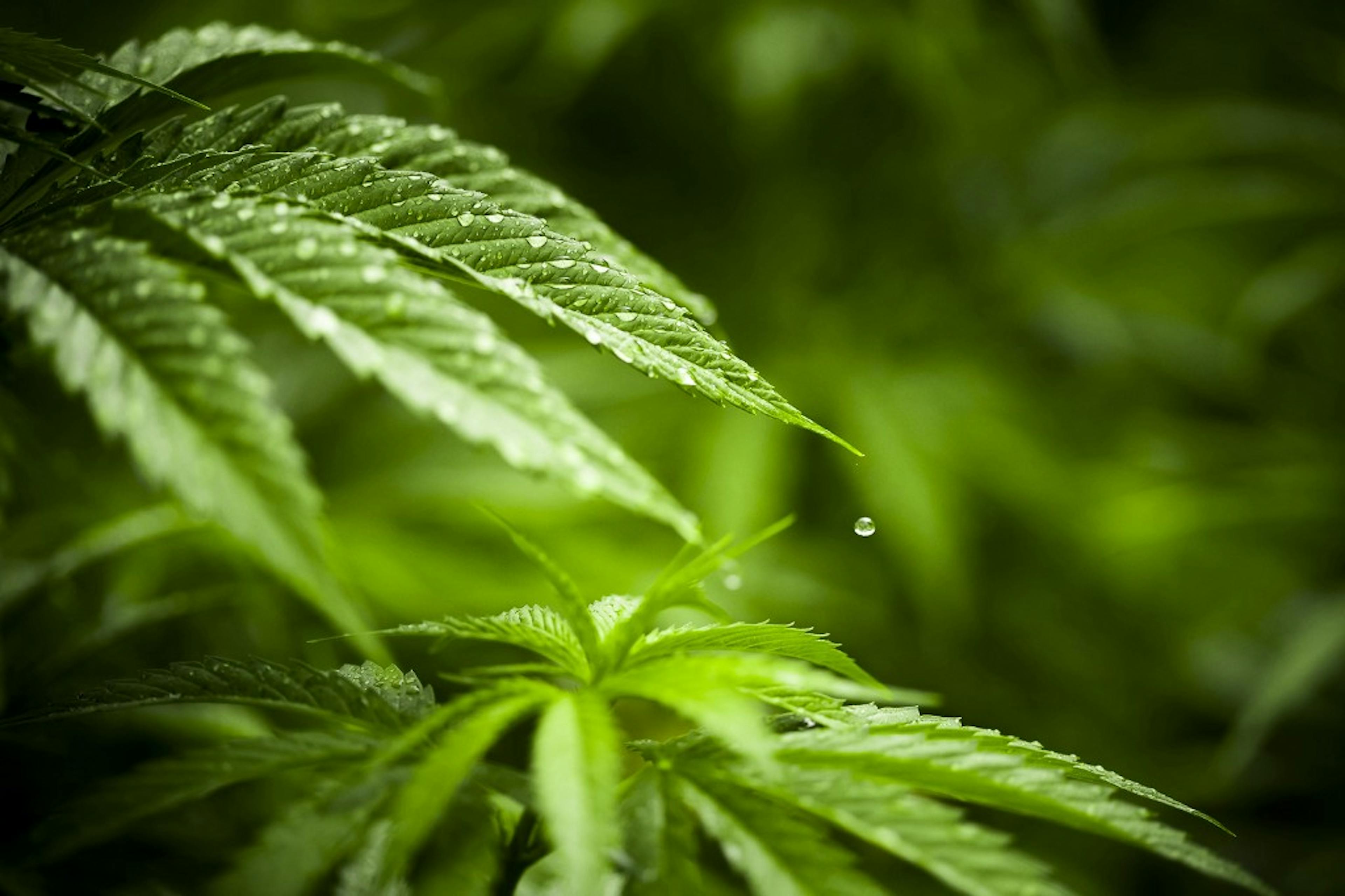 Blaze of Glory: the Hottest Cannabusiness Moments of SXSW