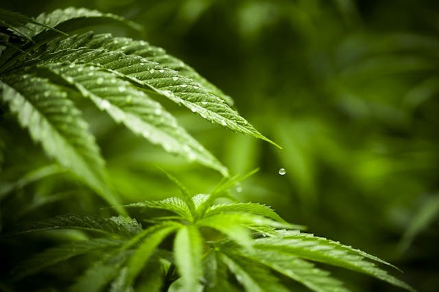 /blaze-of-glory-the-hottest-cannabusiness-moments-of-sxsw-15099f23ca9e feature image