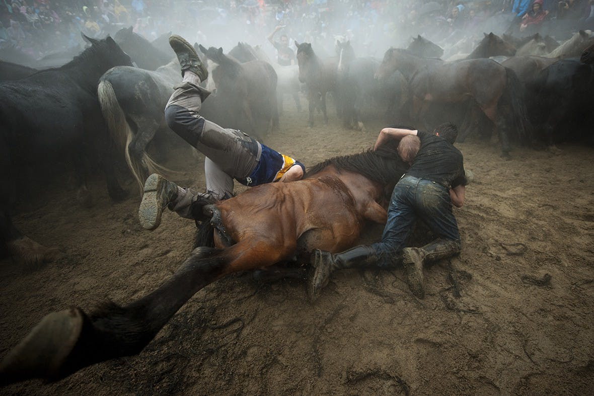 /taming-wild-horses-e3e597a5a3d1 feature image