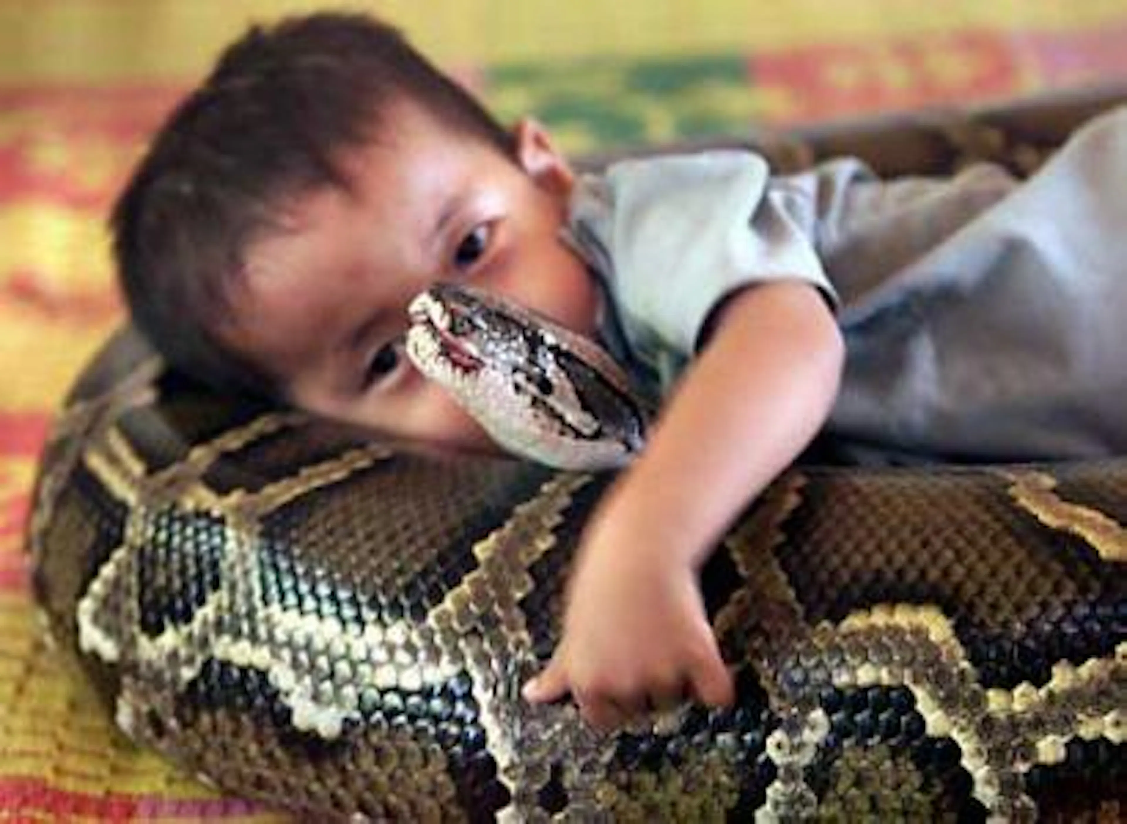 featured image - FAT Python : the next chapter in Python optimization