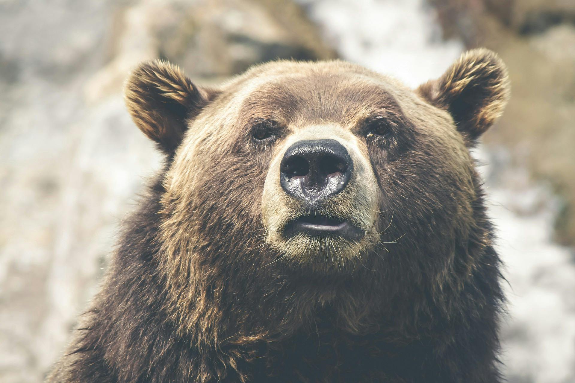 featured image - How to Keep Calm in a Bear Market