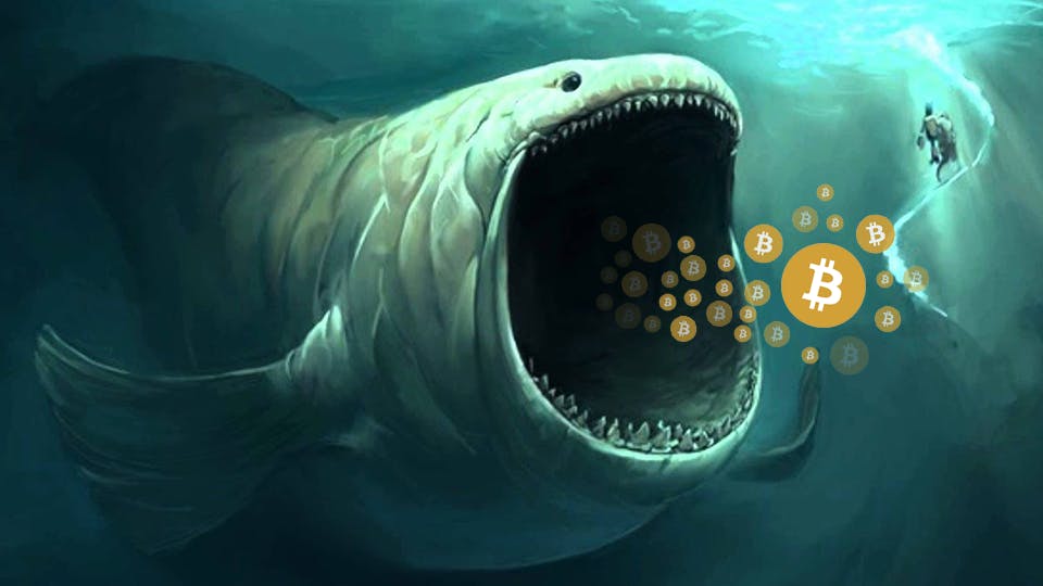 featured image - Who are the Cryptocurrency Whales & How They Affect to the Coin Market