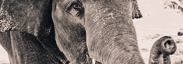 /elephant-in-the-room-database-backup-574da50e6d88 feature image