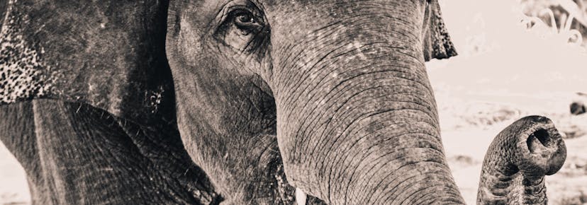 /elephant-in-the-room-database-backup-574da50e6d88 feature image