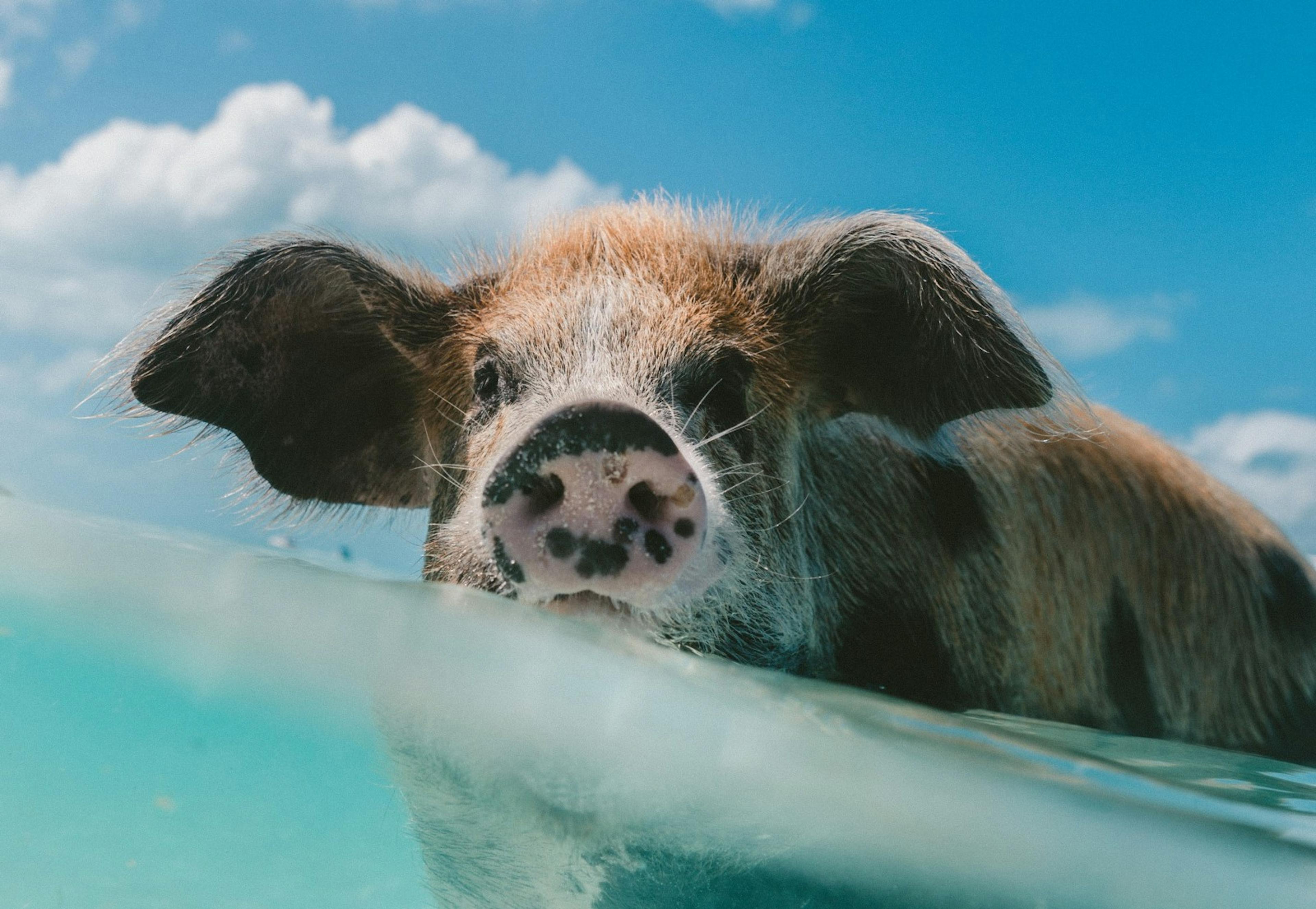 /why-parameter-sniffing-hurts-your-sql-query-performance-d73c0da71fbc feature image