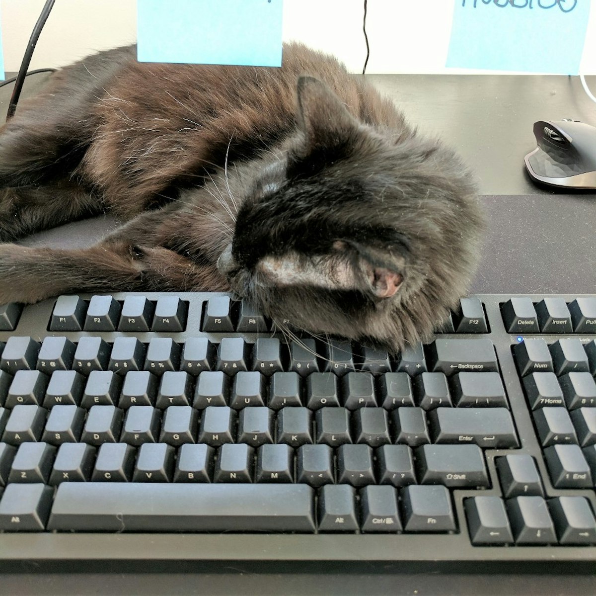 featured image - The Only Person I’ll Pair Program with is my Cat