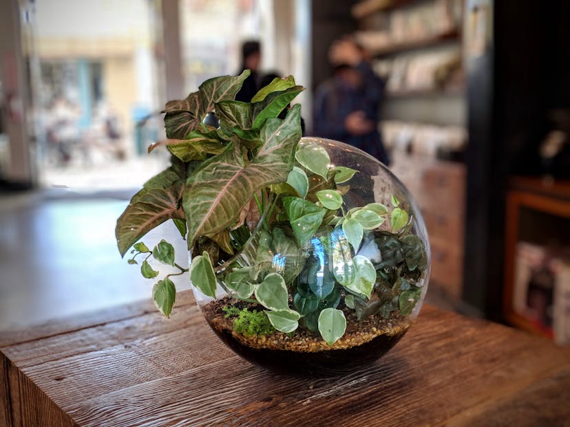 /can-you-tell-pixel-2-portrait-mode-vs-full-frame-bokeh-b5982a902dee feature image