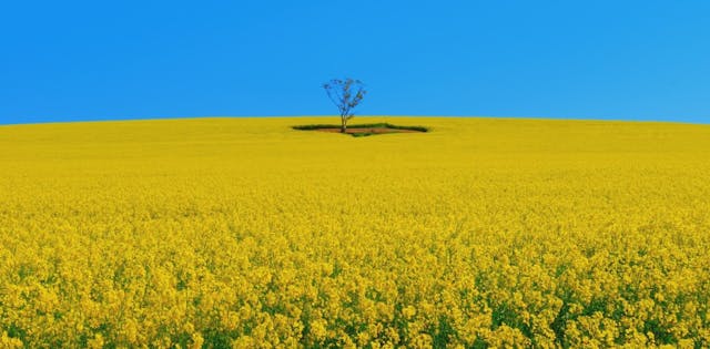 /idea-of-the-week-monoculture-and-business-cd2f76ca4490 feature image