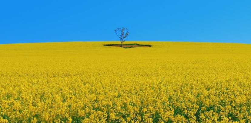 /idea-of-the-week-monoculture-and-business-cd2f76ca4490 feature image