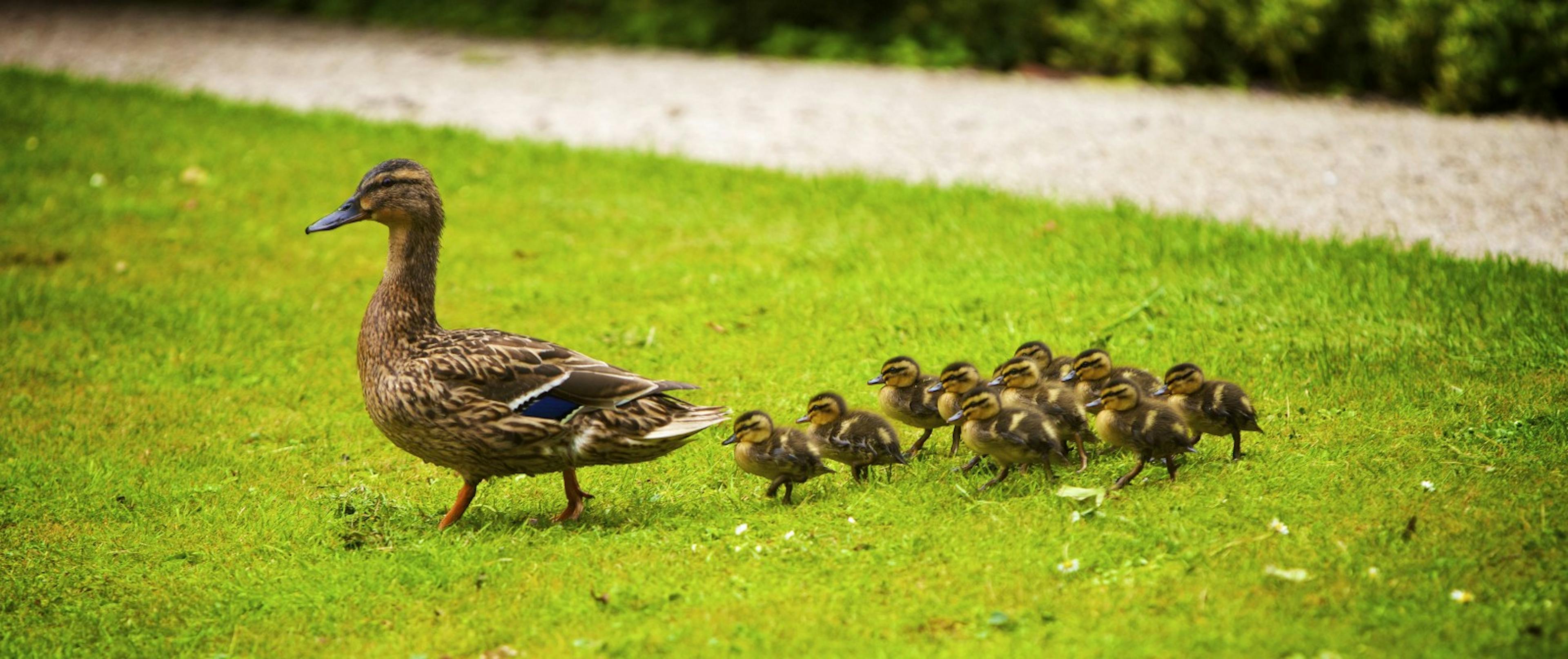 /seed-fundraising-how-to-close-the-lead-investor-aac01fed2934 feature image