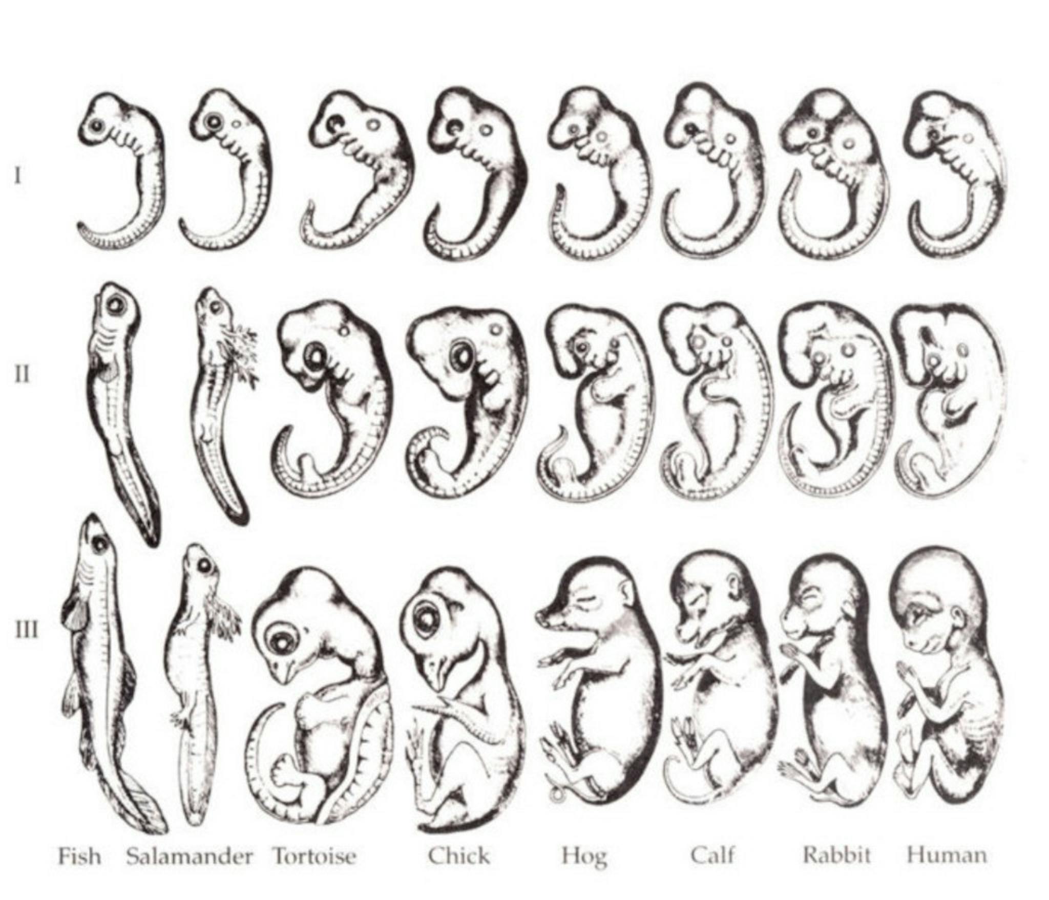 featured image - Phylogeny, Ontogeny, and Blockchain